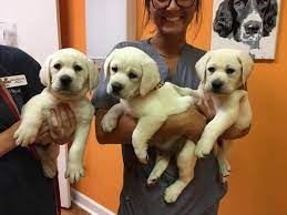 Shelbys White Labs Home Facebook