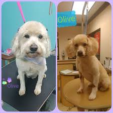 Looking for groomer recommendations that could get my corgi