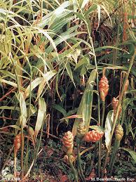 Image result for Zingiber