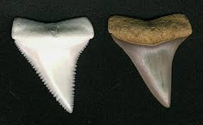 Free shipping on orders over $25 shipped by amazon. Megalodon Myth The Megalodon And Great White Shark Are Closely Related Fossilera Com