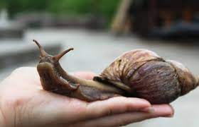 Structurally and biologically, slugs and snails have many similar features. Giant African Land Snail Achatina Achatina Easy To Keep Pets