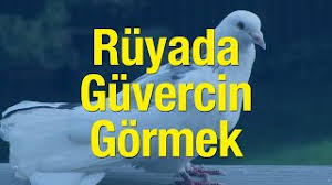 ruyada guvercin gormek ne anlama gelir ruyada guvercin gormenin tabiri yasam haberleri