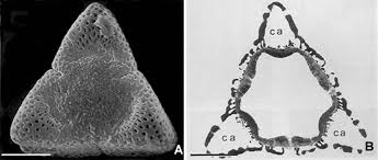 Image result for Sclerochiton vogelii