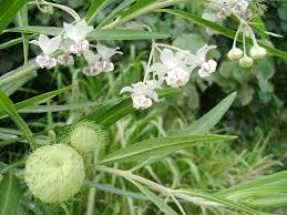 Image result for Gomphocarpus physocarpus