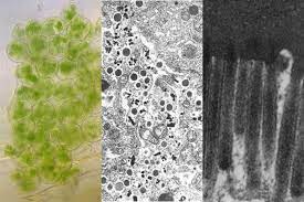 Which of the following cell structures can you see under a light microscope? Cell Organelles Science Learning Hub