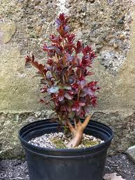 Shop your local nursery and see how much you are going to save!! My Crape Myrtle Is Going Bonkers Bonsai