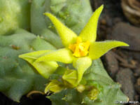 Image result for Piaranthus atrosanguineus