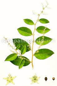 Image result for Bridelia