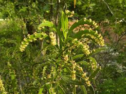 Image result for Phyllanthus polyanthus