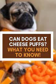Can Dogs Eat Cheese Puffs What You Need To Know Can Dogs Eat Dog Eating Cheese Puffs