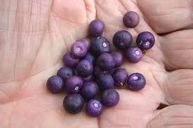 Image result for Rapanea melanophloeos