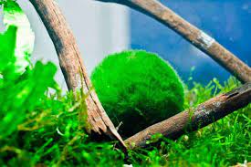 ♦ looking for a fun gift to give? Marimo Moss Ball Care Guide Planting Growing And Propagation Shrimp And Snail Breeder