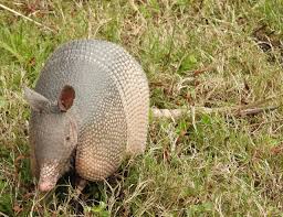 Creatures Among Us: The Nine-Banded Armadillo