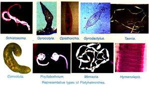 platyhelminthes characters and classification