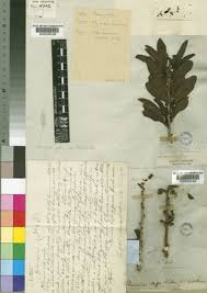 Image result for Ximenia afra