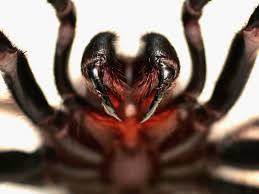 You may elect to just deal with the symptoms without medical intervention,but only you are going to know how you feel. Deadly Spider Venom Could Stop Stroke Brain Damage Doctors Say The Independent The Independent