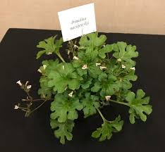 Image result for Gutenbergia kassneri