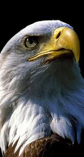 Birds Of Prey Common Sense Media Pin By Ernie Medina On Birds Bald Eagle Eagle Pictures Animals Beautiful