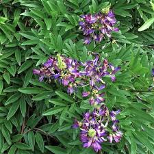 Image result for Millettia drastica