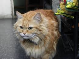 Bodega S Attack Cat Menaces Passing Pups Upper East Side New York Dnainfo