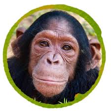 Dian Fossey Gorilla Fund added...