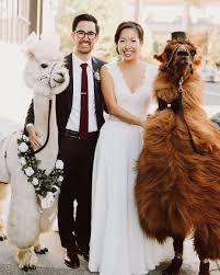 How To Have An Alpaca At Your Wedding Hochzeitstag Bilder Hochzeit Mieten Und Lamas