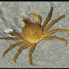 Image result for Keetia hispida
