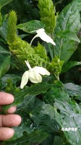 Image result for Ecbolium clarkei