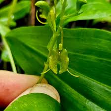 Image result for Liparis bowkeri