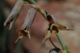 Image result for Dipcadi rigidifolium