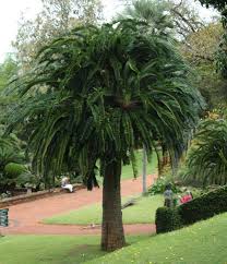 Image result for Encephalartos ngoyanus