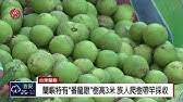 We did not find results for: ä½ åƒéŽé€™ç¨®ç½•è¦‹çš„æ°´æžœå—Ž å·´è¥¿é¾çœ¼ Youtube