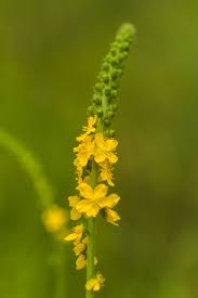 Image result for Agrimonia