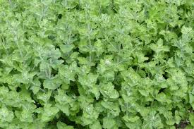 Image result for Mentha spicata