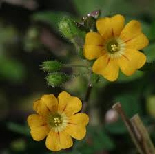 Image result for Biophytum abyssinicum