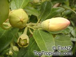 Image result for Lagunaria patersonia
