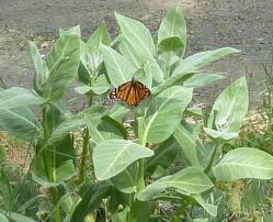Native Milkweed For Monarch Butterfly Recovery Klamath Siskiyou Native Seeds