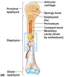 Endosteum is a soft, thin connective tissue that lines the inner cavity of long bones. Anatomy Of Long Bone Human Anatomy And Physiology Anatomy And Physiology Anatomy Study