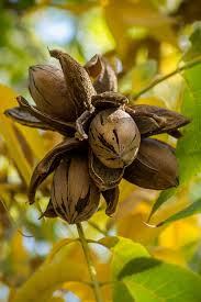 Image result for Carya illinoinensis