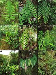 Image result for Blechnaceae