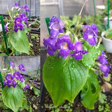 Image result for Gesneriaceae