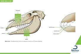 Enlargement Of The Equine Skull Jaw Chart Anatomy Teeth