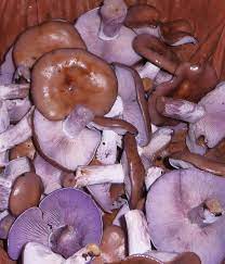 Je ne suis qu'un amateur passionné qui la recette proposée est un coulis riche en gout mais qui reste proche de la tomate et donc qui peut être conserves de tomates maison tuto technique conservation. Champignons D Automne Les Pieds Bleus Quelques Cailloux De Ma Ruette