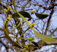 Image result for Viscum shirense