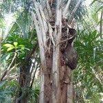 Image result for Raphia australis