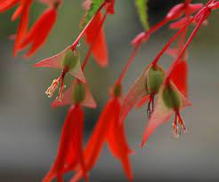 05.12.2020 · in the seed pods that appear after the begonias bloom, you will not be able to find anything similar to the. Pacific Bulb Society Begonia