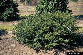 Full sun or partial shade. Japanese Holly Ilex Crenata Celastrales Aquifoliaceae 1606906