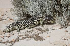 Black And White Lizard Australia Shingleback Lizard With Images Lizard Australian Animals European Map