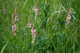 Lehmboden, wächst aber auch noch auf. Saat Esparsette Futter Esparsette Onobrychis Viciifolia