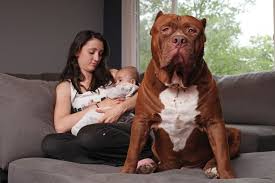 Hulk, the giant dog, is believed by some to be a cross between an american bulldog and a american pit bull terrier. Meet The Parents Who Trust The World S Biggest Pit Bull Called Hulk To Babysit Their Newborn Son Mirror Online